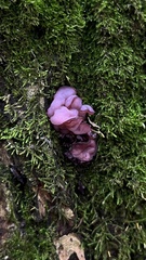 Ascocoryne sarcoides