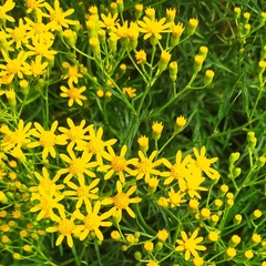 Senecio brasiliensis