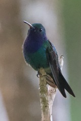 Chrysuronia coeruleogularis