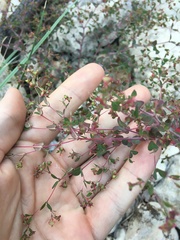 Euphorbia villifera
