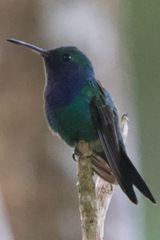 Chrysuronia coeruleogularis