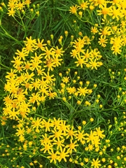 Senecio brasiliensis