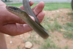 Lycodonomorphus inornatus