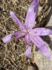 Colchicum variegatum