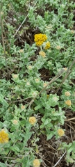 Helichrysum odoratissimum