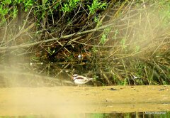 Elseyornis melanops