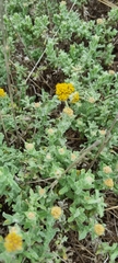 Helichrysum odoratissimum