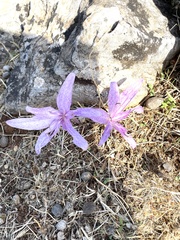 Colchicum variegatum