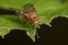 Euthycera chaerophylli