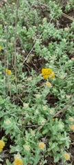 Helichrysum odoratissimum