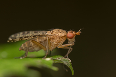 Euthycera chaerophylli