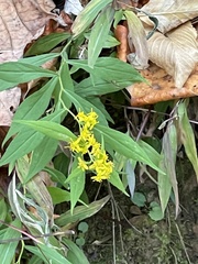 Solidago curtisii