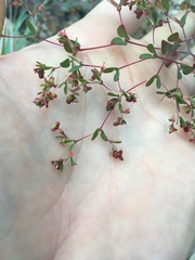 Euphorbia villifera