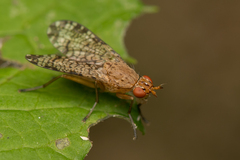 Euthycera chaerophylli