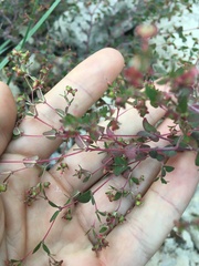 Euphorbia villifera