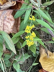 Solidago curtisii