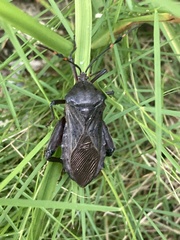 Pachylis nervosus