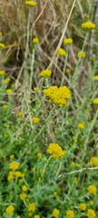 Helichrysum splendidum