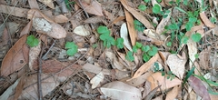 Hydrocotyle hirta