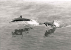 Stenella longirostris orientalis