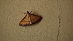 Cnaphalocrocis