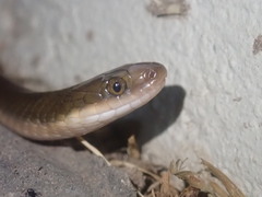 Lycodonomorphus rufulus