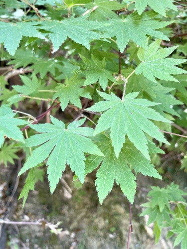 Siebold's maple