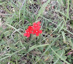 Glandularia peruviana