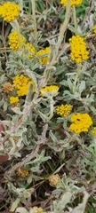 Helichrysum dasyanthum