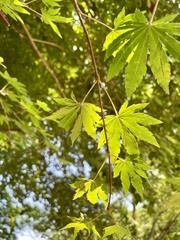 Acer sieboldianum