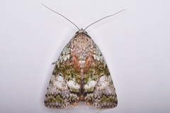 Blenina quinaria
