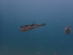 Torquigener pleurogramma