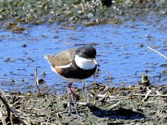 Erythrogonys cinctus