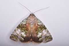Blenina quinaria