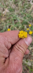Helichrysum dasyanthum