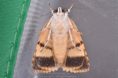 Blenina quinaria