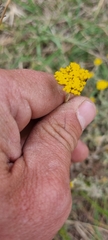 Helichrysum dasyanthum