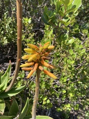 Aloiampelos commixta