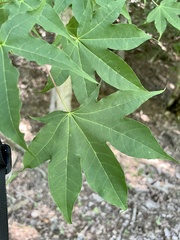 Acer pictum