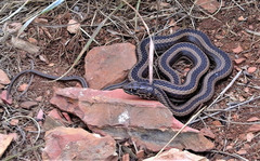 Psammophis crucifer