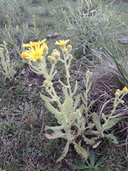 Senecio selloi
