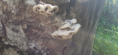 Auricularia mesenterica