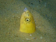Ophichthus altipennis