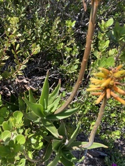 Aloiampelos commixta