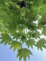 Kalopanax septemlobus