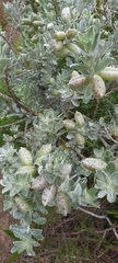 Podalyria sericea