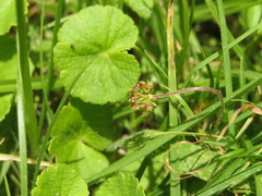 Hydrocotyle bonplandii