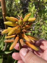 Aloiampelos commixta