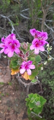 Pelargonium cucullatum