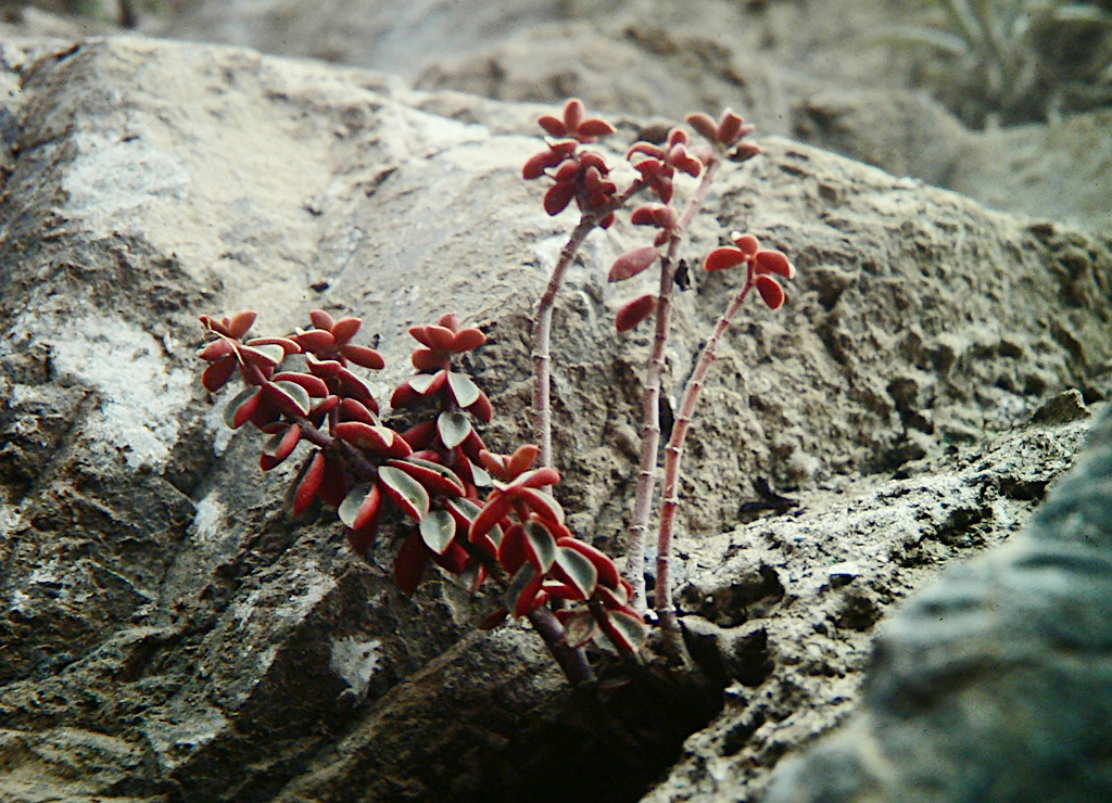 Peperomia doellii